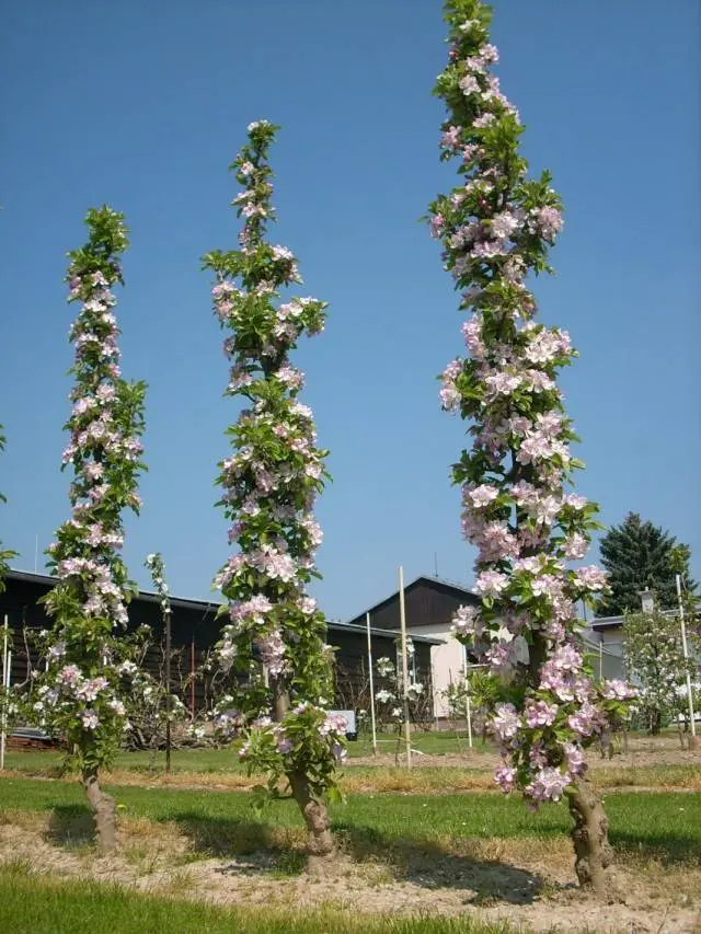 Columnar varieties of fruit trees