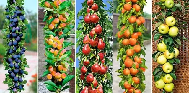 Columnar varieties of fruit trees