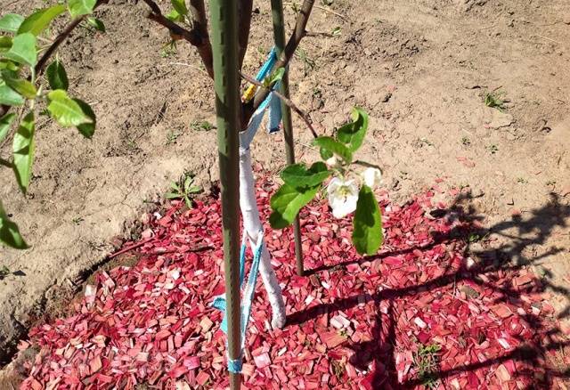 Columnar varieties of fruit trees