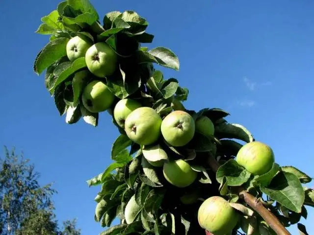 Columnar varieties of fruit trees