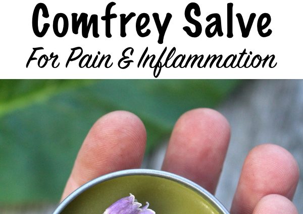 Comfrey &#8211; how does it work? How to make an ointment from comfrey leaves?