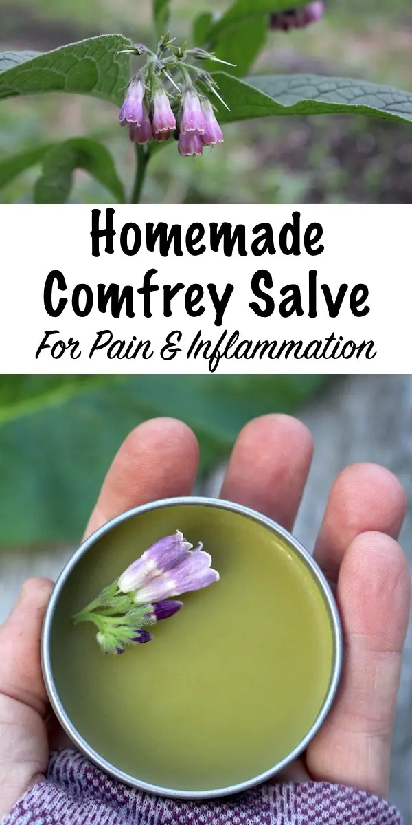 Comfrey &#8211; how does it work? How to make an ointment from comfrey leaves?