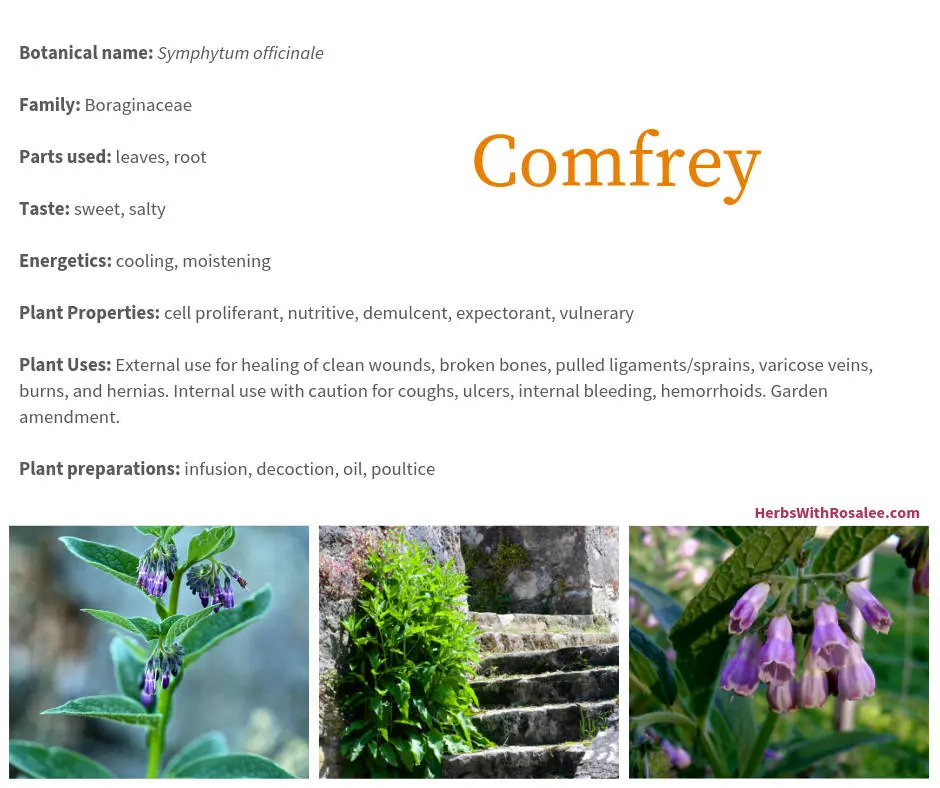 Comfrey &#8211; properties, application and healing effect