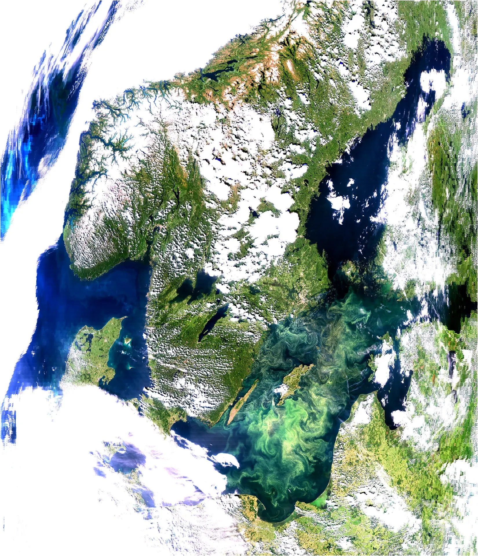 Commas, or carnivorous bacteria in the waters of the Baltic Sea. Next to cyanobacteria, another threat to bathers