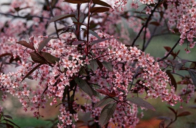 Common bird cherry Colorata