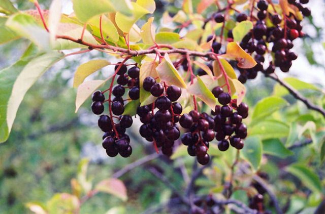 Common bird cherry Colorata