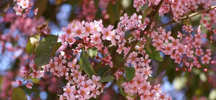 Common bird cherry Colorata