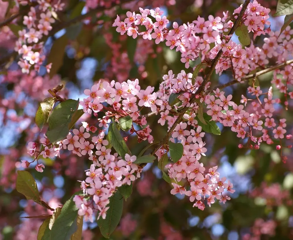 Common bird cherry Colorata