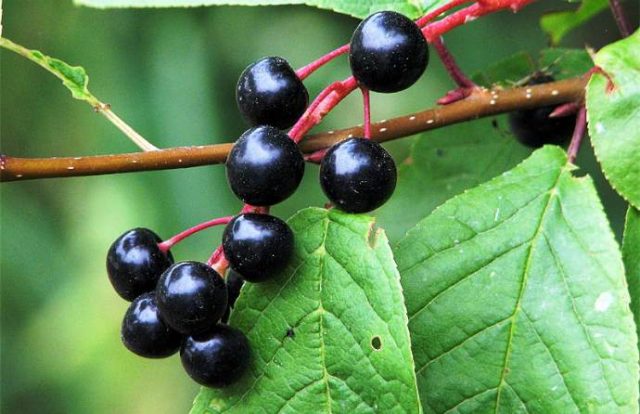 Common bird cherry: description and characteristics