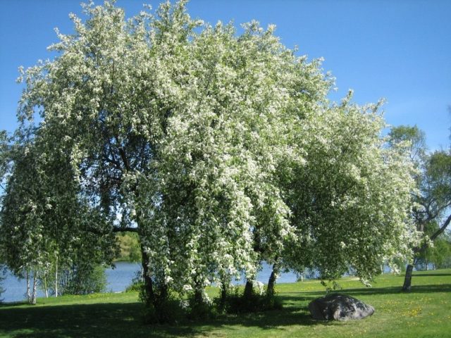 Common bird cherry: description and characteristics