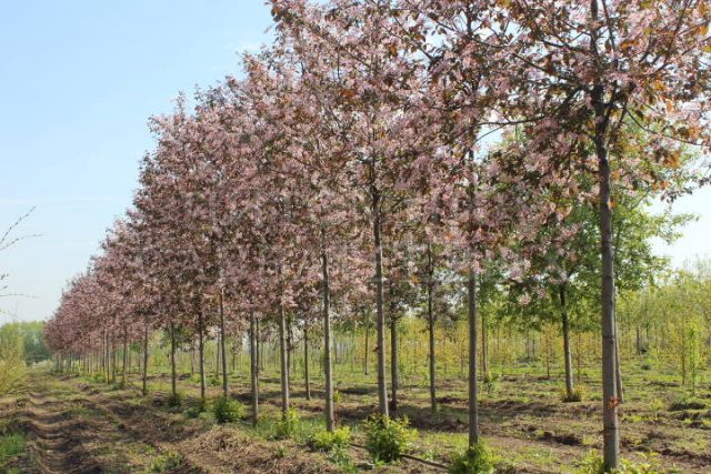 Common bird cherry: description and characteristics