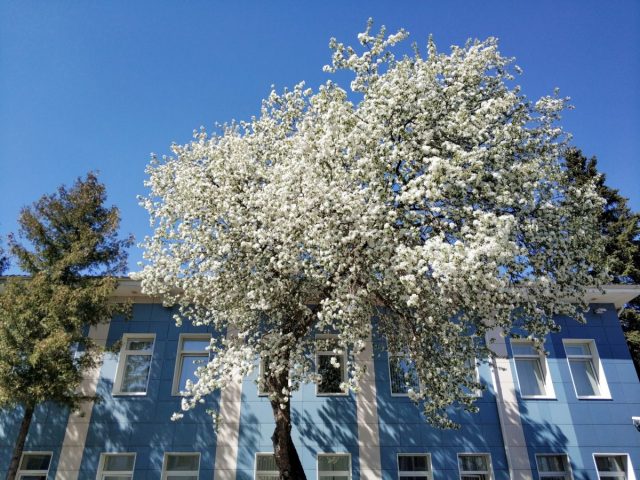 Common bird cherry: description and characteristics