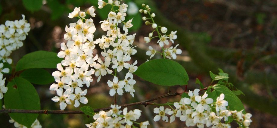 Common bird cherry: description and characteristics