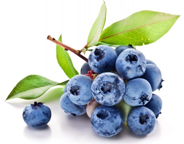 Common blueberries: useful properties and contraindications