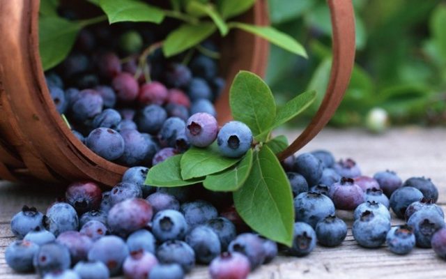 Common blueberries: useful properties and contraindications