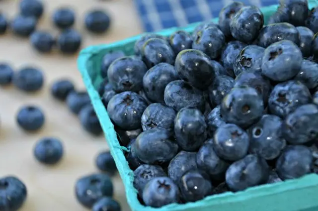 Common blueberries: useful properties and contraindications