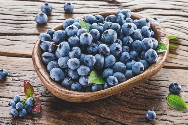 Common blueberries: useful properties and contraindications