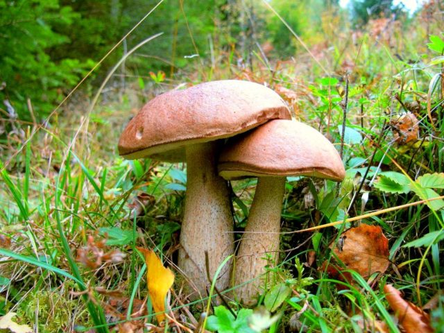 Common boletus (birch boletus): photo and description