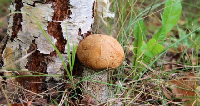 Common boletus (birch boletus): photo and description