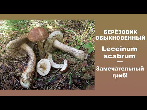 Common boletus (birch boletus): photo and description