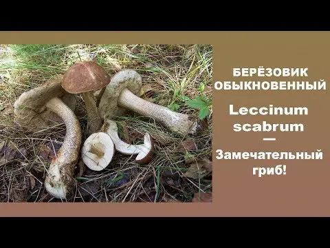 Common boletus (birch boletus): photo and description