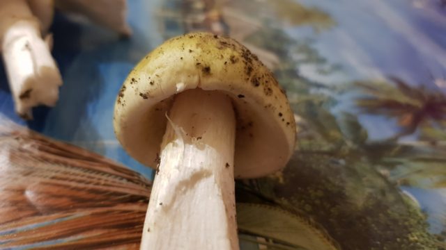 Common boletus (birch boletus): photo and description