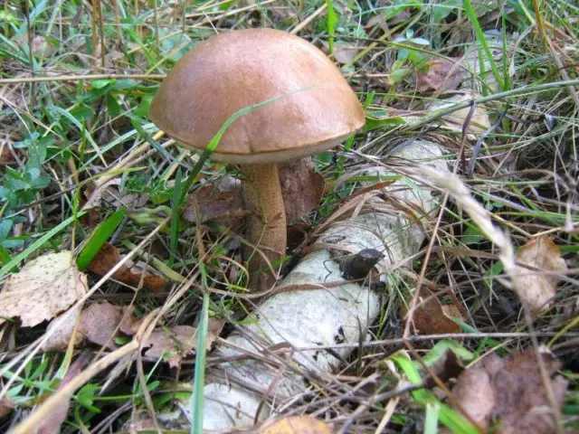 Common boletus (birch boletus): photo and description