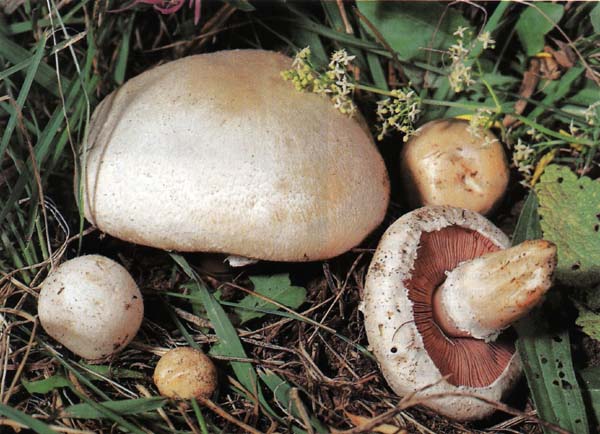 Common champignon (Agaricus campestris) photo and description