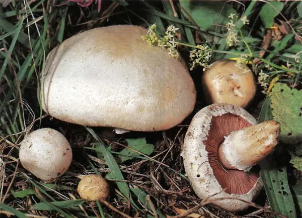 Common champignon (Agaricus campestris) photo and description