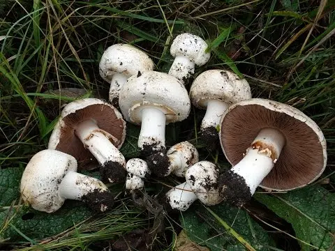Common champignon (Agaricus campestris) photo and description