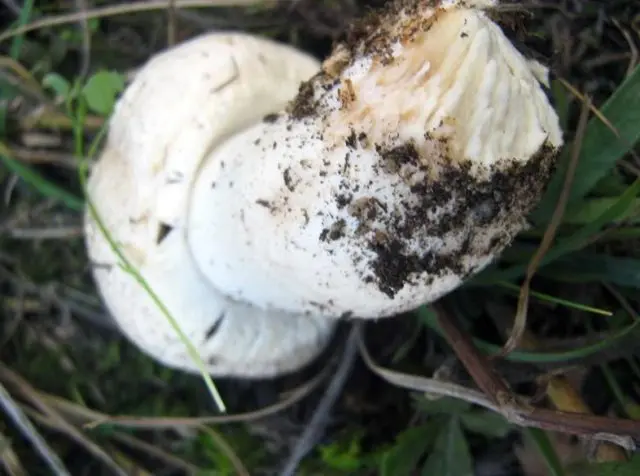 Common champignon (meadow, pecheritsa mushroom): photo and description of how to cook