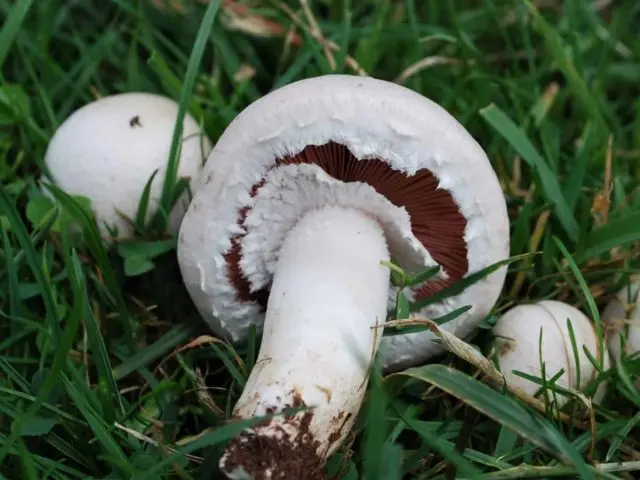 Common champignon (meadow, pecheritsa mushroom): photo and description of how to cook