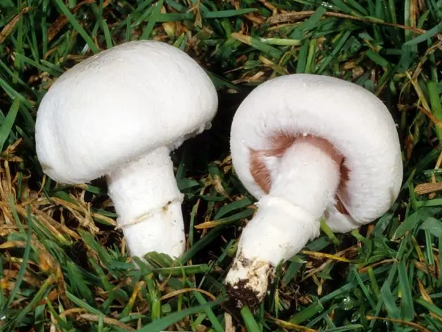 Common champignon (meadow, pecheritsa mushroom): photo and description of how to cook