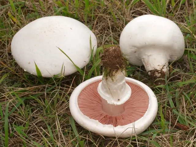 Common champignon (meadow, pecheritsa mushroom): photo and description of how to cook