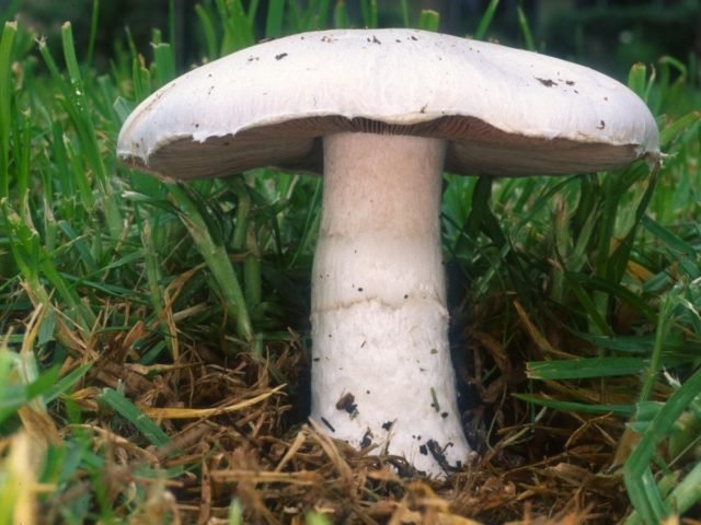 Common champignon (meadow, pecheritsa mushroom): photo and description of how to cook