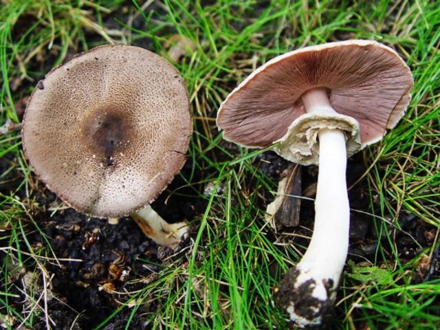 Common champignon (meadow, pecheritsa mushroom): photo and description of how to cook