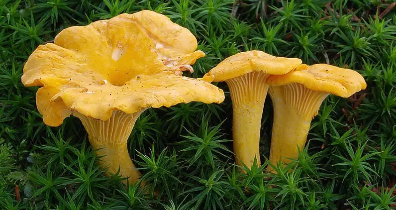 Common chanterelle (Cantharellus cibarius) photo and description