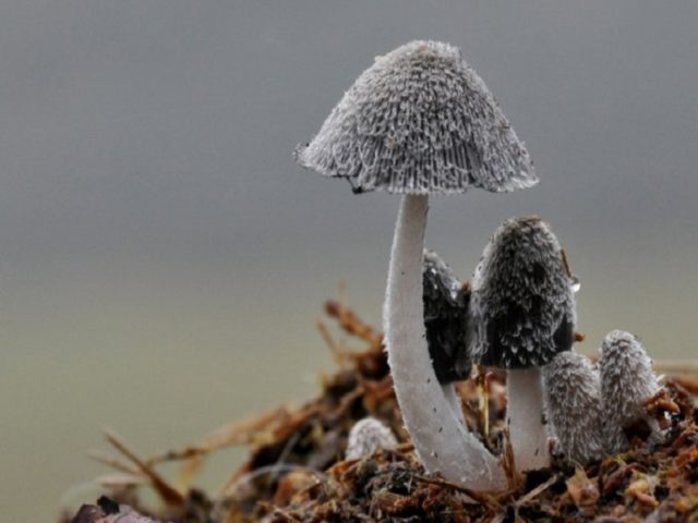 Common dung beetle mushroom: what it looks like, where it grows