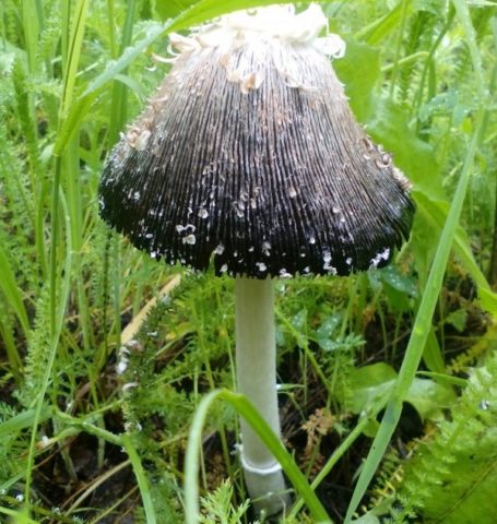 Common dung beetle mushroom: what it looks like, where it grows