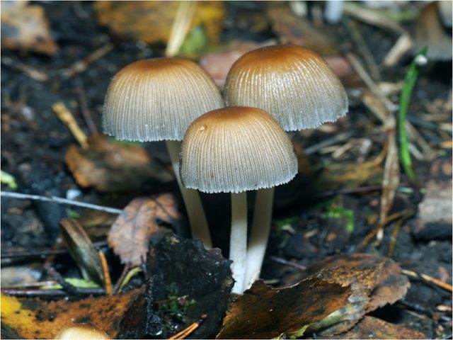 Common dung beetle mushroom: what it looks like, where it grows