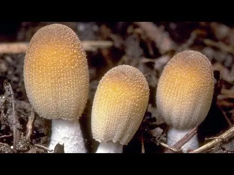 Common dung beetle mushroom: what it looks like, where it grows