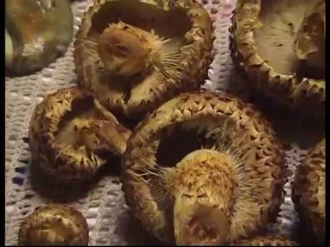 Common flake (hairy): edible or not, cooking recipes