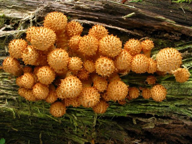 Common flake (hairy): edible or not, cooking recipes