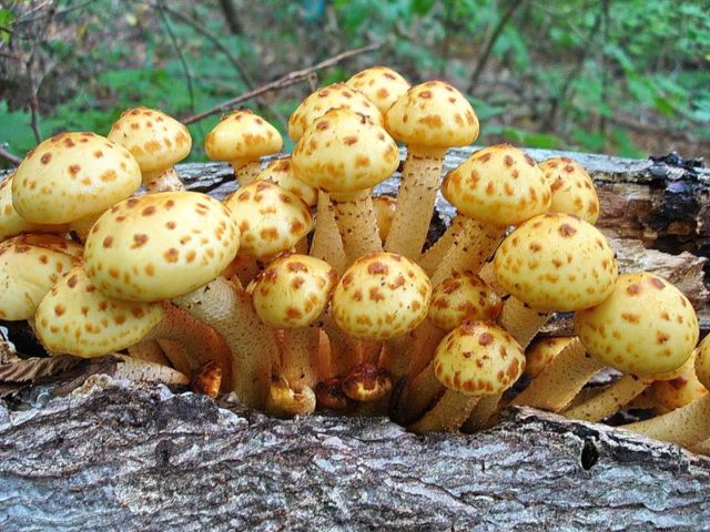 Common flake (hairy): edible or not, cooking recipes