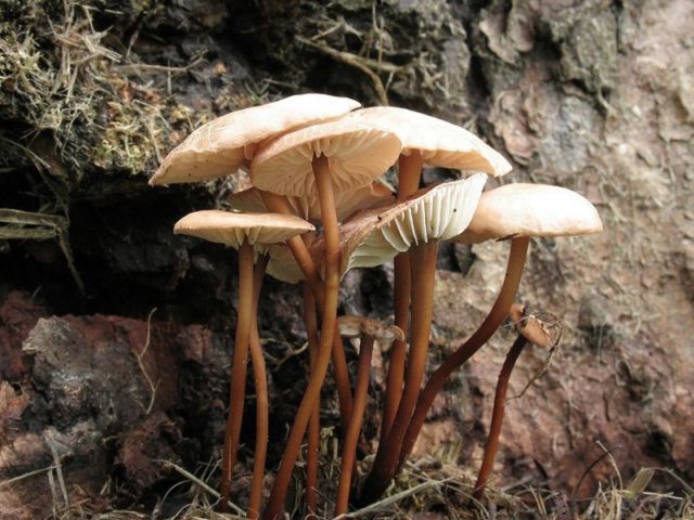 Common garlic mushroom (garlic mushroom): photo and description