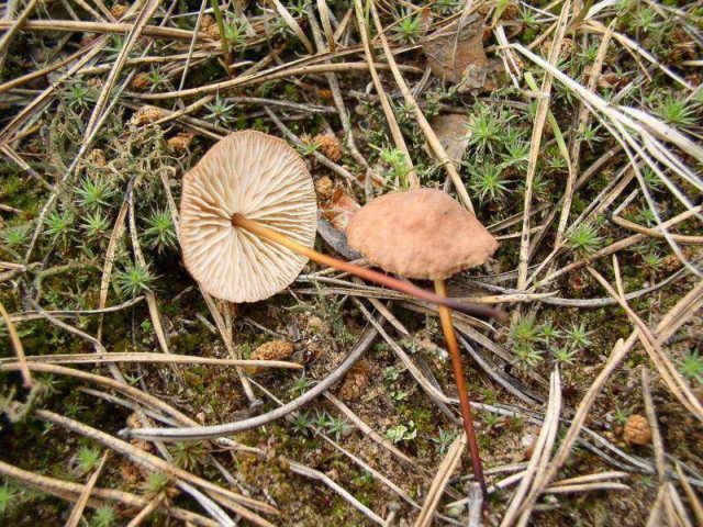 Common garlic mushroom (garlic mushroom): photo and description