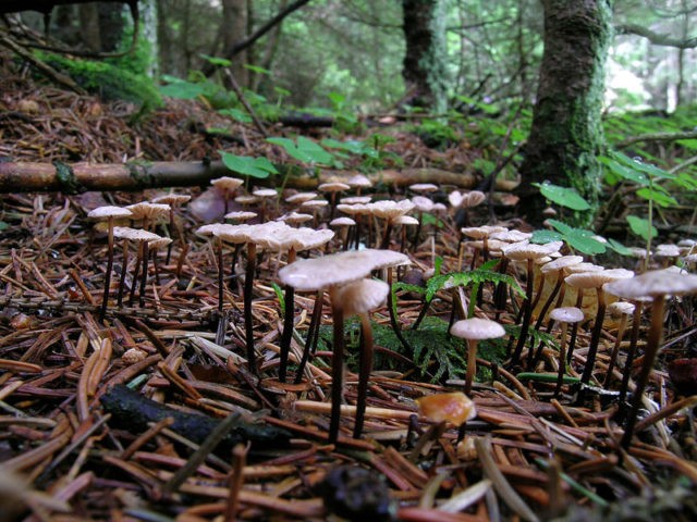 Common garlic mushroom (garlic mushroom): photo and description