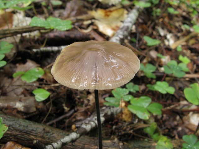 Common garlic mushroom (garlic mushroom): photo and description