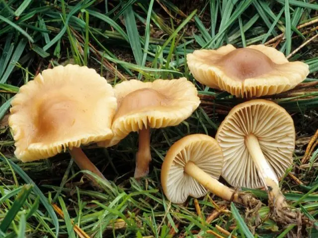 Common garlic mushroom (garlic mushroom): photo and description