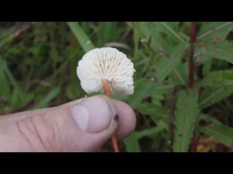 Common garlic mushroom (garlic mushroom): photo and description